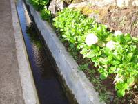 Levada-Wanderung - Blumen an der Levada
