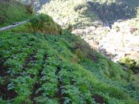 Levada-Wanderung - Terrassenfelder