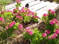 Levada-Wanderung - Geranien