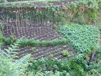 Levada-Wanderung - Terrassenfelder