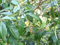 Levada-Wanderung - Mimosenfrüchte