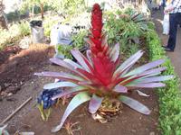Im Botanischen Garten von Funchal
