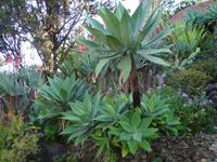 Im Botanischen Garten von Funchal