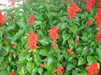 Im Botanischen Garten von Funchal