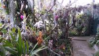 Im Orchideengarten