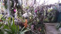 Im Orchideengarten