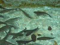 Forellen im Naturschutzgebiet Ribeiro Frio