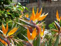 Eine Pracht - Strelizien auf Madeira