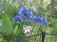 Blütenpracht in der Quinta Palheiro