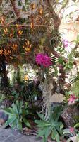 Jardim Orchidea