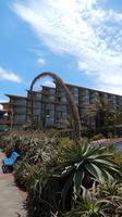 Agave