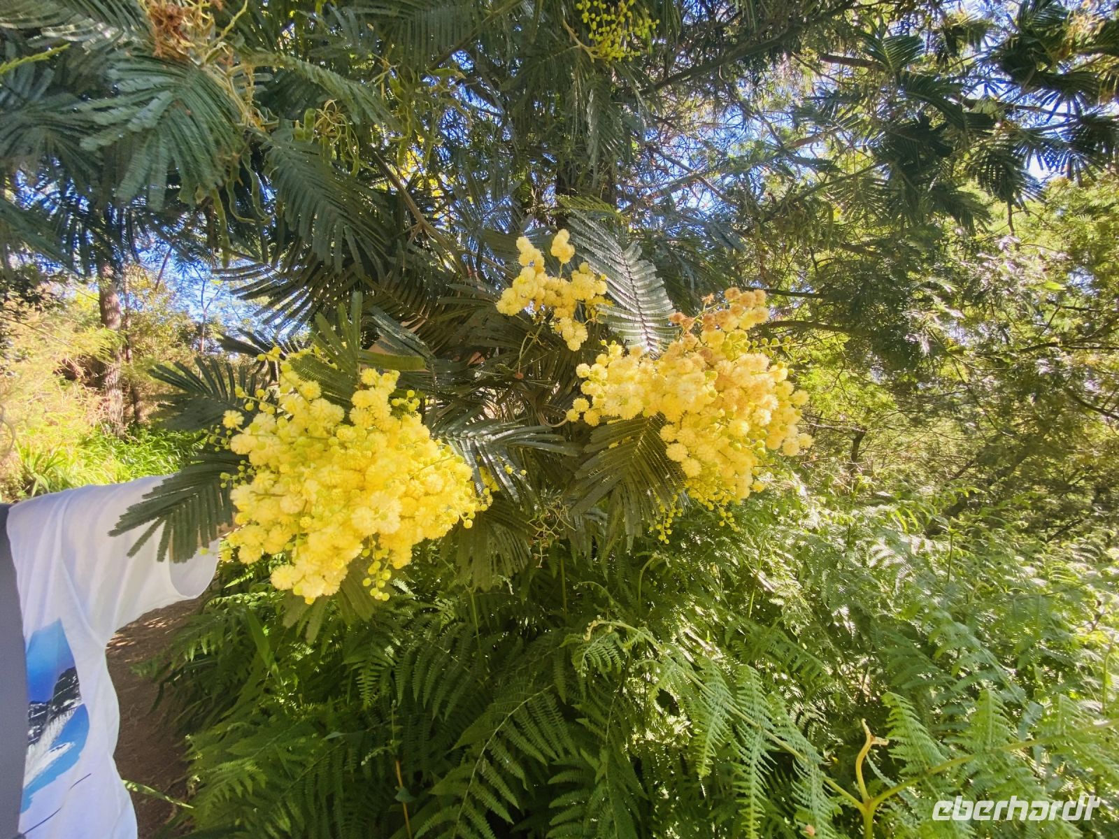 Akazienblüten