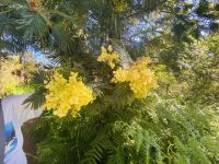 Akazienblüten