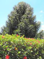 Alter Baum