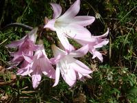 Amaryllis belladonna