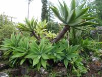 Anwesen der Familie Blandy - Aloe Vera