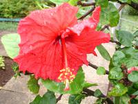 Anwesen der Familie Blandy - Hibiskus