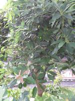 Avocado-Baum (Grüne Früchte)