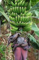 Banane