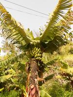 Bananen Madeira