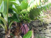 Bananenbäume entlang der Levada