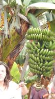 Bananenbäume