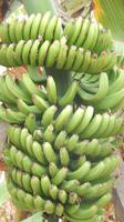 Bananenbäume