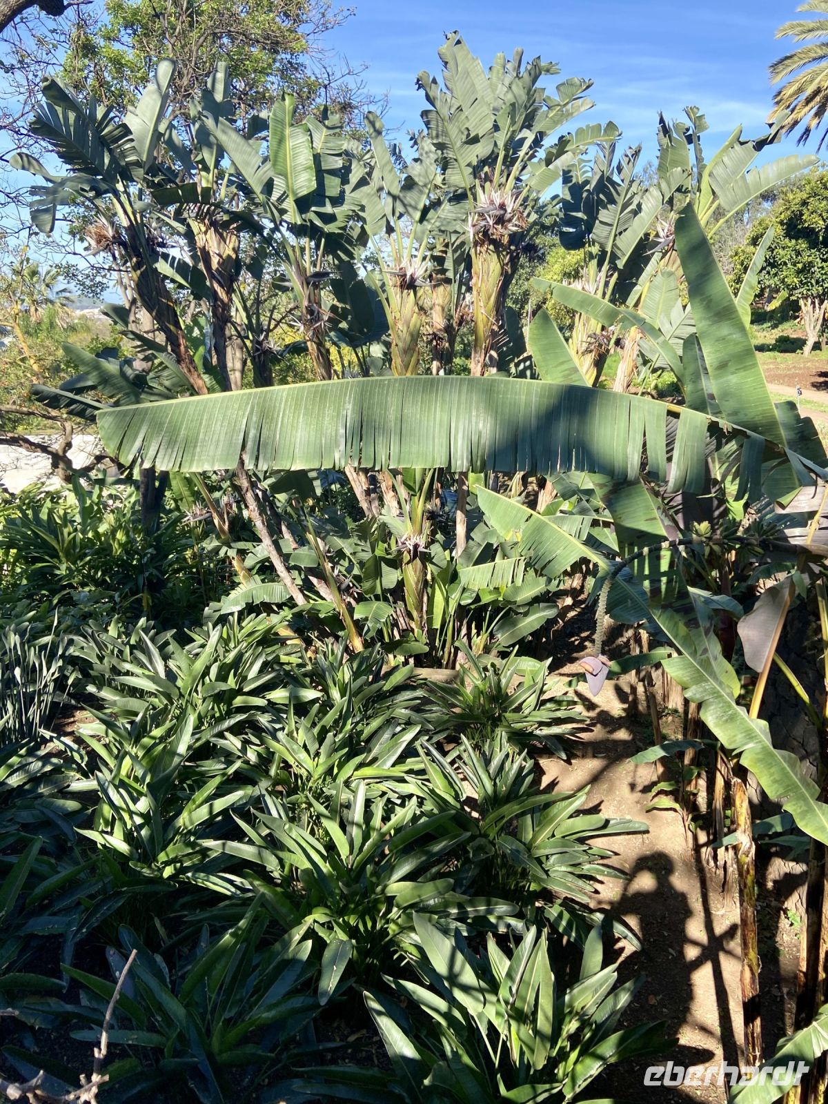 Bananenstaude