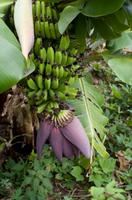 Bananenstaude