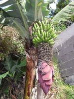 Bananenstaude