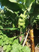 Bananenstauden