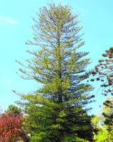 Baum I