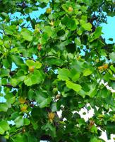Baum