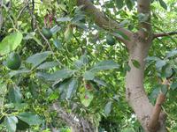 Besuch bei Esmeralda in ihrem Kräutergarten 