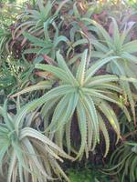 Besuch der Palheiro Gardens in Funchal