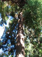 Besuch der Palheiro Gardens in Funchal