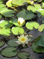 Besuch der Palheiro Gardens in Funchal