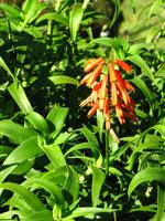 Blühende Aloe