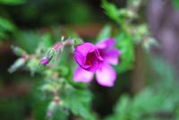 Blüte