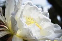 Blüte