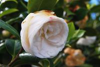 Blüte
