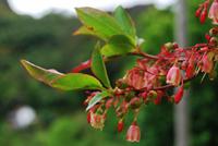 Blüten
