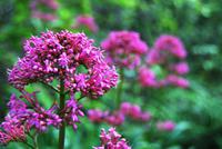 Blüten