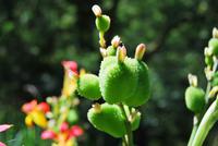 Blüten