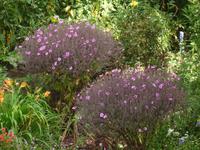 Blandy's Garden - Madeira Geranium