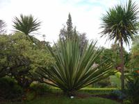 Blandy's Garden 