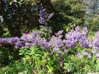 Blandy's Garten - Ibozia