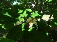 Blandy's Garten - Magnolie