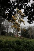 Blandy's Garten