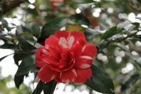 Blandy's Garten